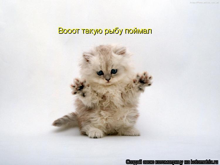Вооот такую рыбу поймал... Котоматрица: Вооот такую рыбу поймал