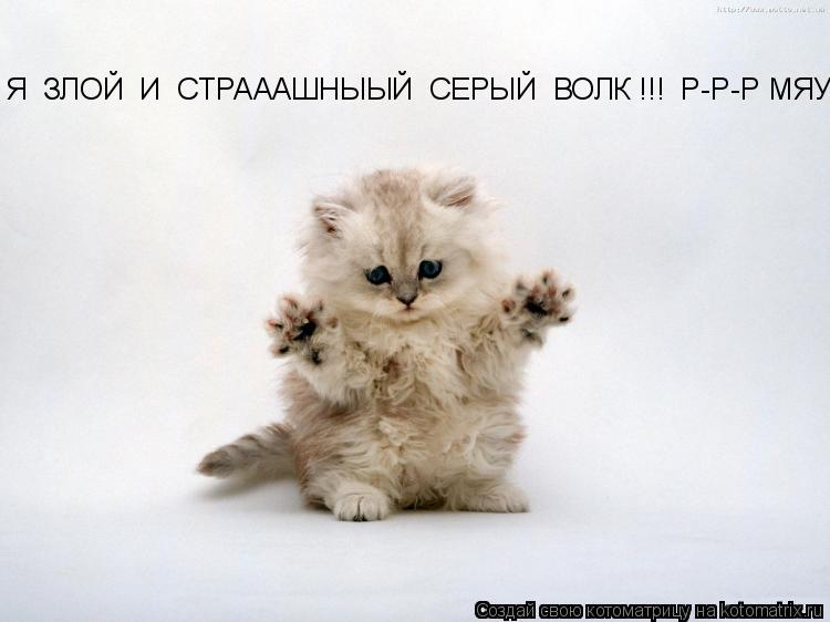 Котоматрица: Я  ЗЛОЙ  И  СТРАААШНЫЫЙ  СЕРЫЙ  ВОЛК !!!  Р-Р-Р МЯУ !!!