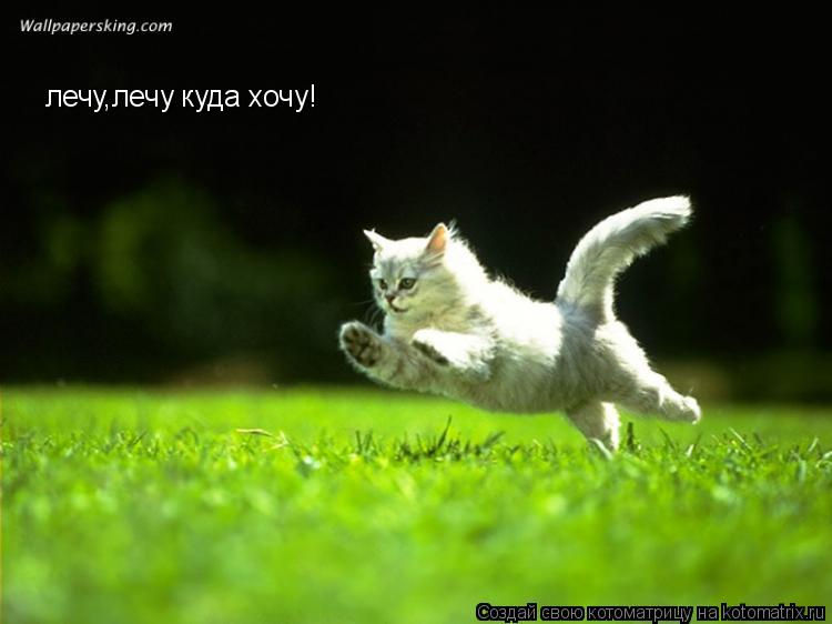 Котоматрица: лечу,лечу куда хочу!