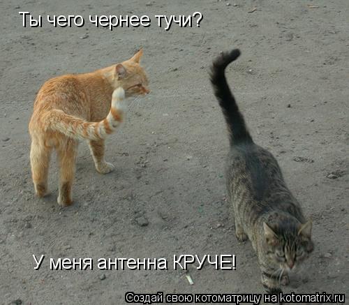 Ты чего чернее тучи? У меня антенна КРУЧЕ!... Котоматрица: Ты чего чернее тучи? У меня антенна КРУЧЕ!