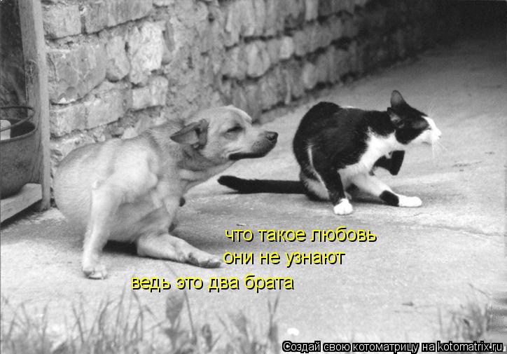 Котоматрица: что такое любовь они не узнают ведь это два брата