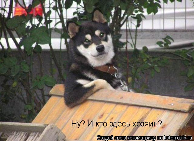 Котоматрица: Ну? И кто здесь хозяин?