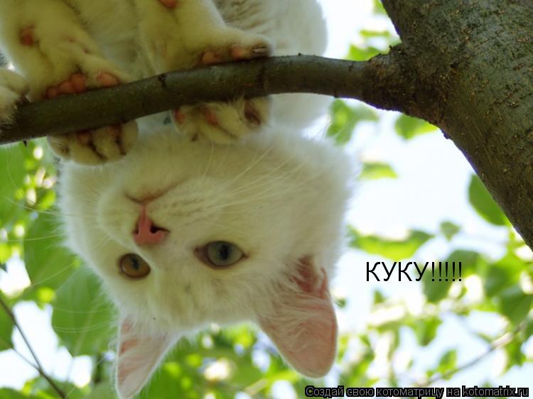 Котоматрица: КУКУ!!!!!