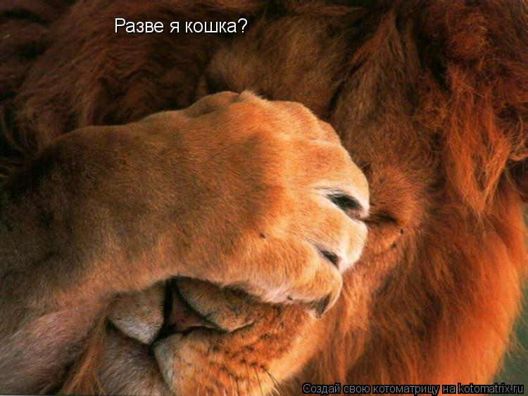 Котоматрица: Разве я кошка?