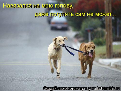 Навязался на мою голову, даже погулять сам не может...... Котоматрица: Навязался на мою голову, даже погулять сам не может...