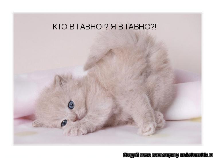 Котоматрица: КТО В ГАВНО!? Я В ГАВНО?!!