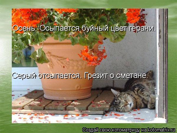 Осень. Осыпается буйный цвет герани. Серый отсыпается. Грезит о сметане.... Котоматрица: Осень. Осыпается буйный цвет герани. Серый отсыпается. Грезит о сметане.