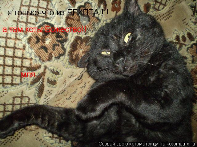 я только-что из ЕГИПТА!!!! а там коты:Божество!! мля..... Котоматрица: я только-что из ЕГИПТА!!!! а там коты:Божество!! мля..