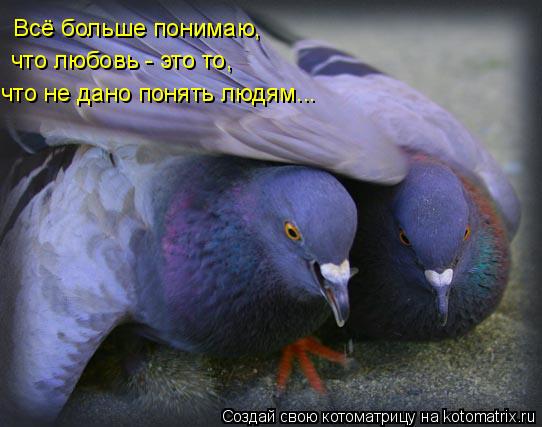Котоматрица: Всё больше понимаю, что любовь - это то, что не дано понять людям...