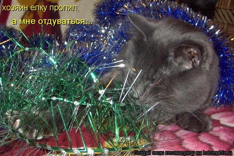Котоматрица: хозяин елку пропил, а мне отдуваться...