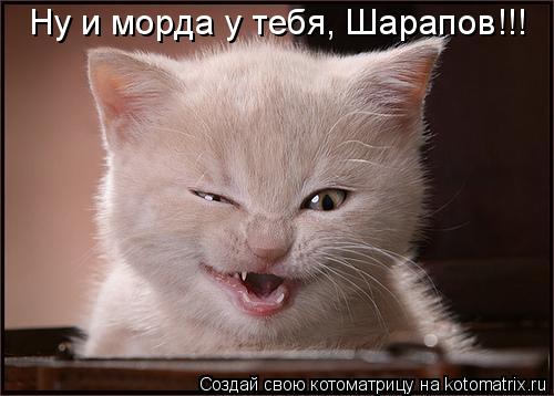 Котоматрица: Ну и морда у тебя, Шарапов!!!