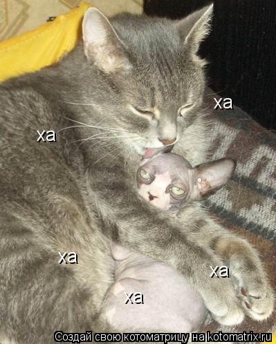 Котоматрица: ха ха ха ха ха