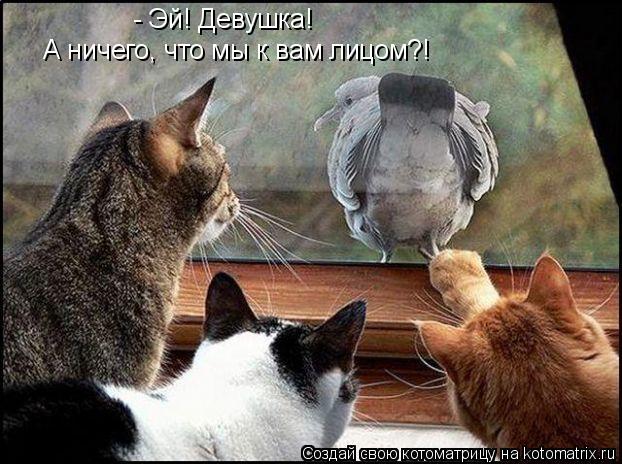 Котоматрица: - Эй! Девушка! А ничего, что мы к вам лицом?!