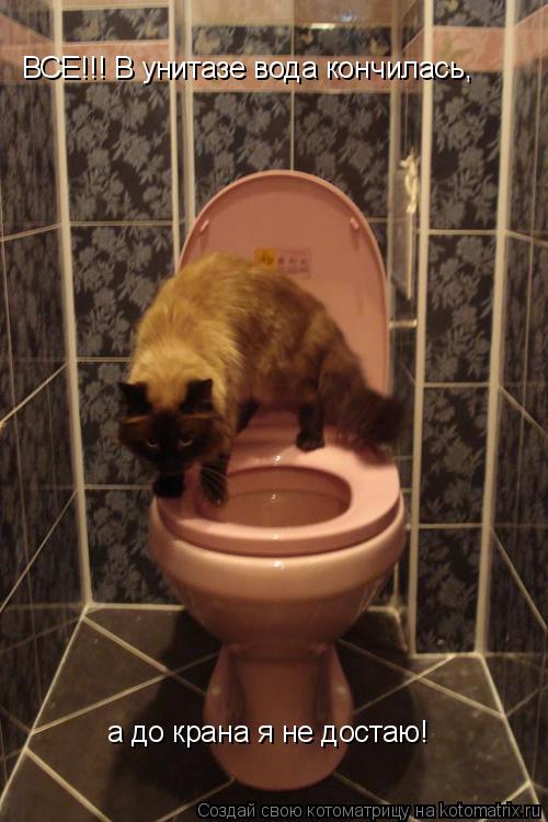 ВСЕ!!! В унитазе вода кончилась, а до крана я не достаю!... Котоматрица: ВСЕ!!! В унитазе вода кончилась, а до крана я не достаю!
