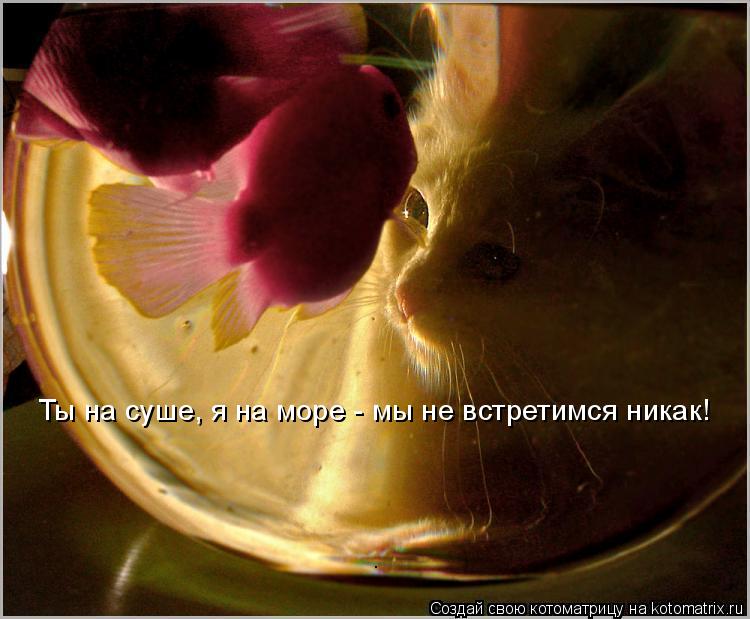 Котоматрица: Ты на суше, я на море - мы не встретимся никак!