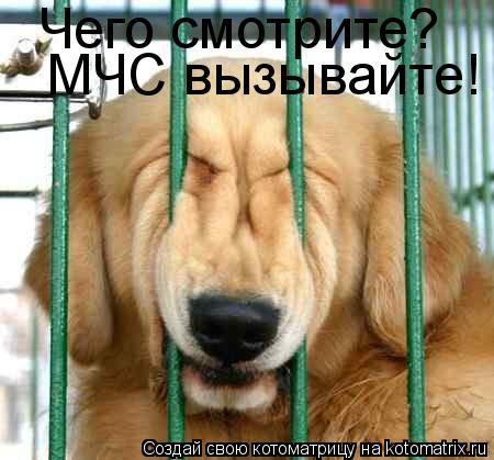 Чего смотрите? МЧС вызывайте!... Котоматрица: Чего смотрите? МЧС вызывайте!