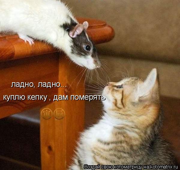 Котоматрица: ладно, ладно... куплю кепку , дам померять