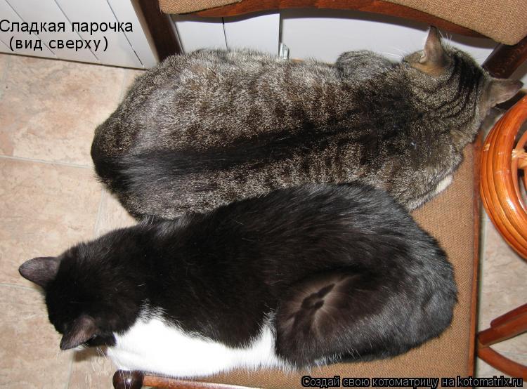 Сладкая парочка (вид сверху)... Котоматрица: Сладкая парочка (вид сверху)
