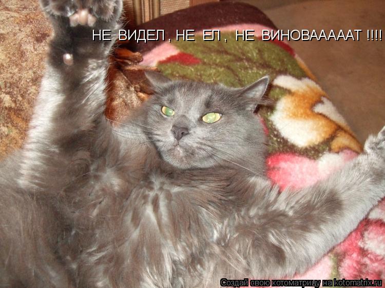 Котоматрица: НЕ  ВИДЕЛ , НЕ  ЕЛ ,  НЕ  ВИНОВАААААТ !!!!