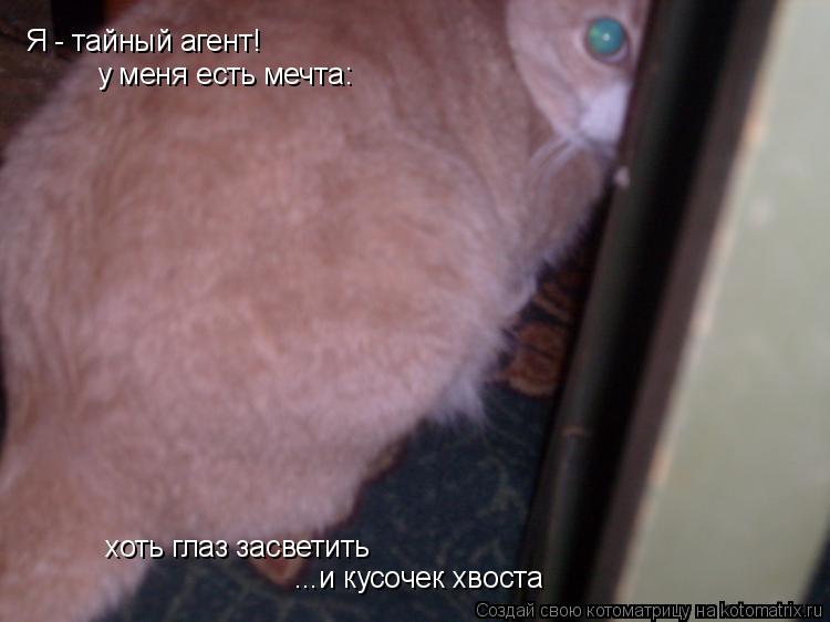 Я - тайный агент! у меня есть мечта: хоть глаз засветить ...и кусочек хвоста... Котоматрица: Я - тайный агент! у меня есть мечта: хоть глаз засветить ...и кусочек хвоста