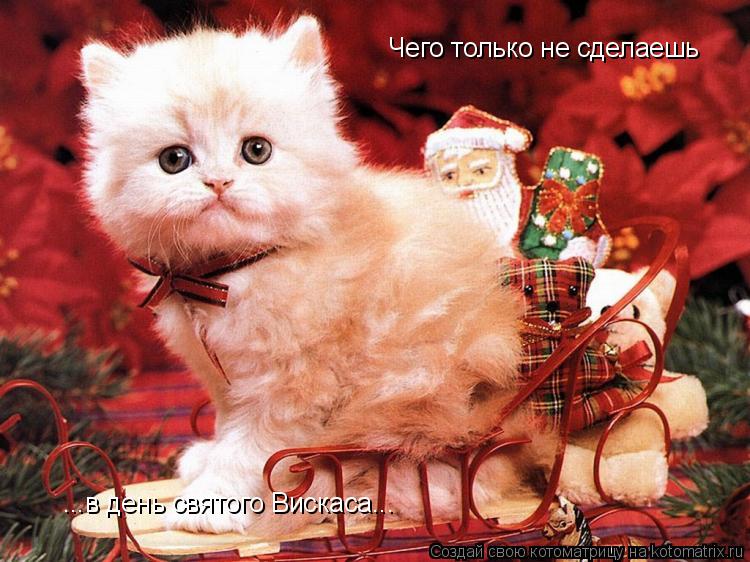 Чего только не сделаешь ...в день святого Вискаса...... Котоматрица: Чего только не сделаешь ...в день святого Вискаса...