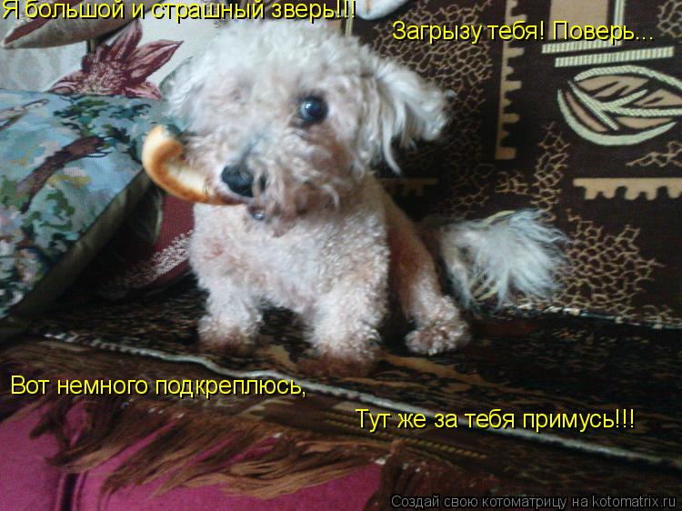 Котоматрица: Загрызу тебя! Поверь... Я большой и страшный зверь!!! Тут же за тебя примусь!!! Вот немного подкреплюсь,
