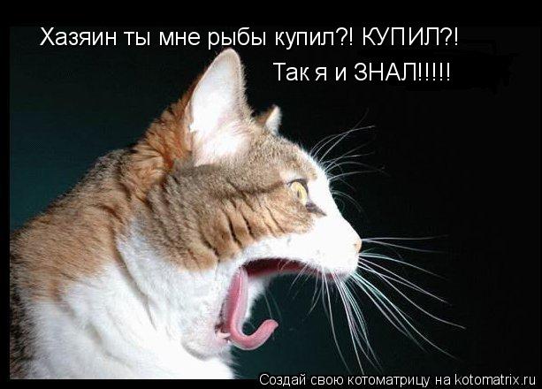 Котоматрица: Хазяин ты мне рыбы купил?! КУПИЛ?! Так я и ЗНАЛ!!!!!