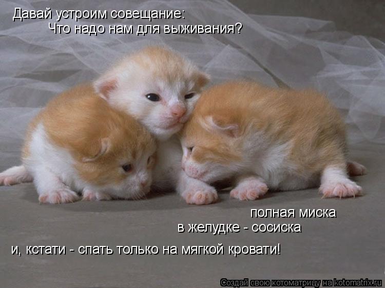 Давай устроим совещание: Что надо нам для выживания? полная миска в желудке - сосиска и, кстати - спа... Котоматрица: Давай устроим совещание: Что надо нам для выживания? полная миска в желудке - сосиска и, кстати - спать только на мягкой кровати!
