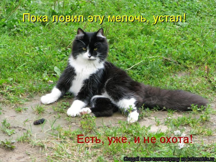 Есть, уже, и не охота! Пока ловил эту мелочь, устал!... Котоматрица: Есть, уже, и не охота! Пока ловил эту мелочь, устал!