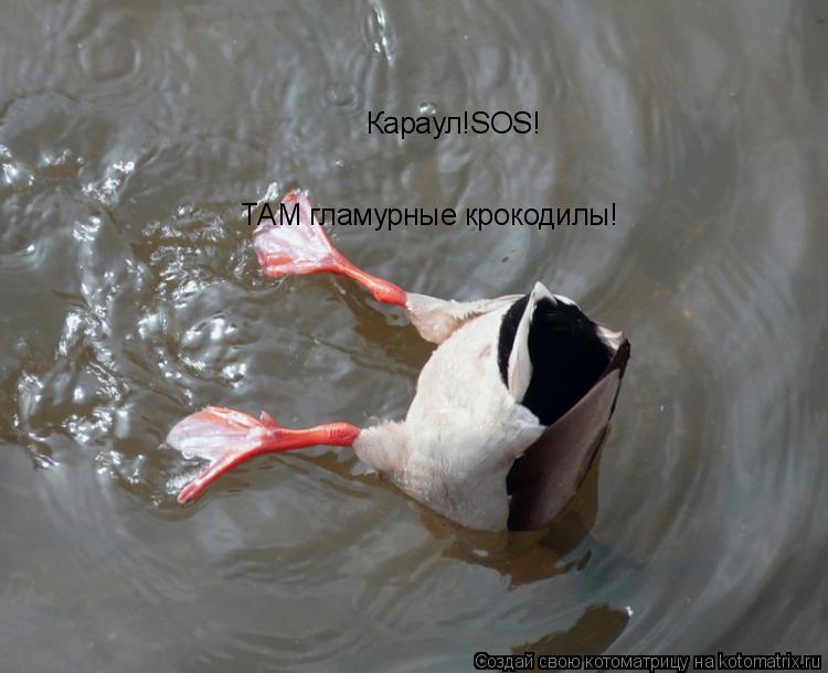 Караул!SOS! ТАМ гламурные крокодилы!... Котоматрица: Караул!SOS! ТАМ гламурные крокодилы!