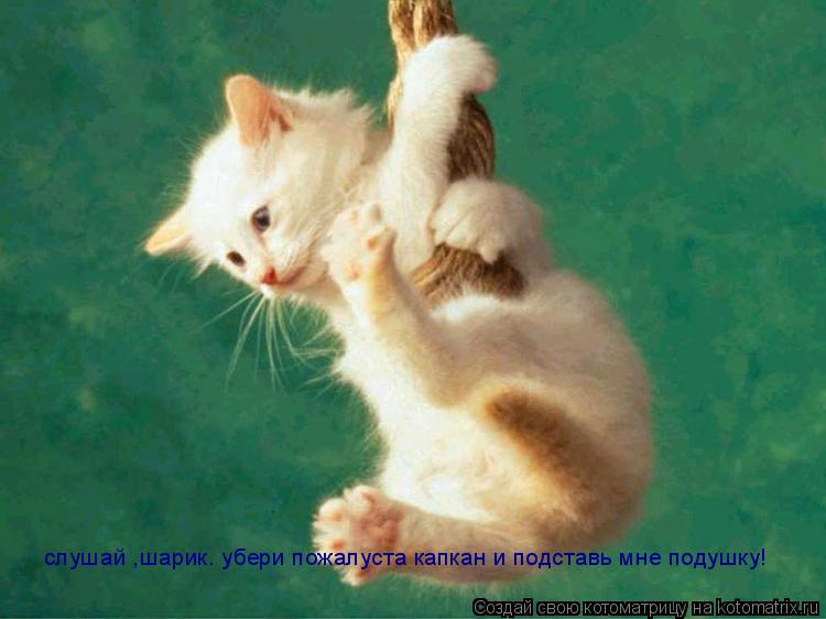 Котоматрица: слушай ,шарик. убери пожалуста капкан и подставь мне подушку!