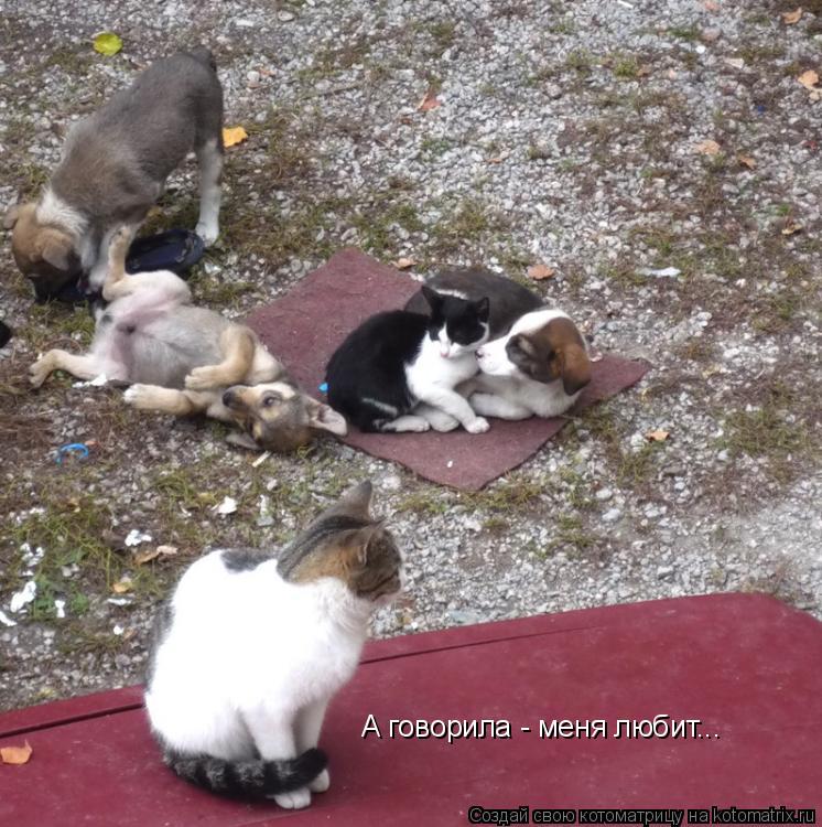 А говорила - меня любит...... Котоматрица: А говорила - меня любит...
