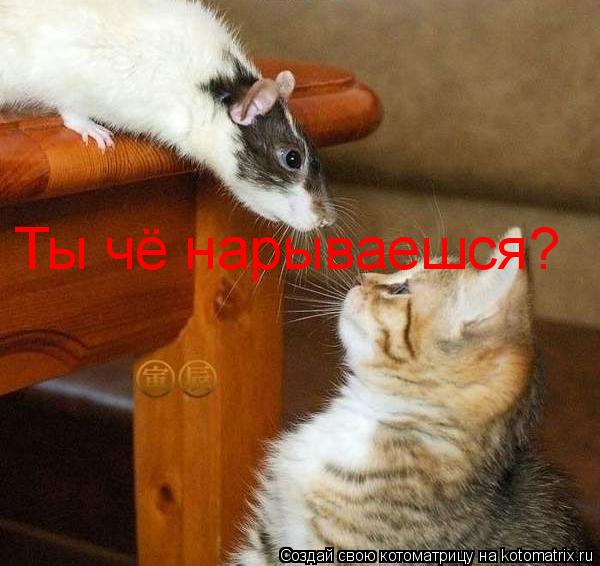 Котоматрица: Ты чё нарываешся?