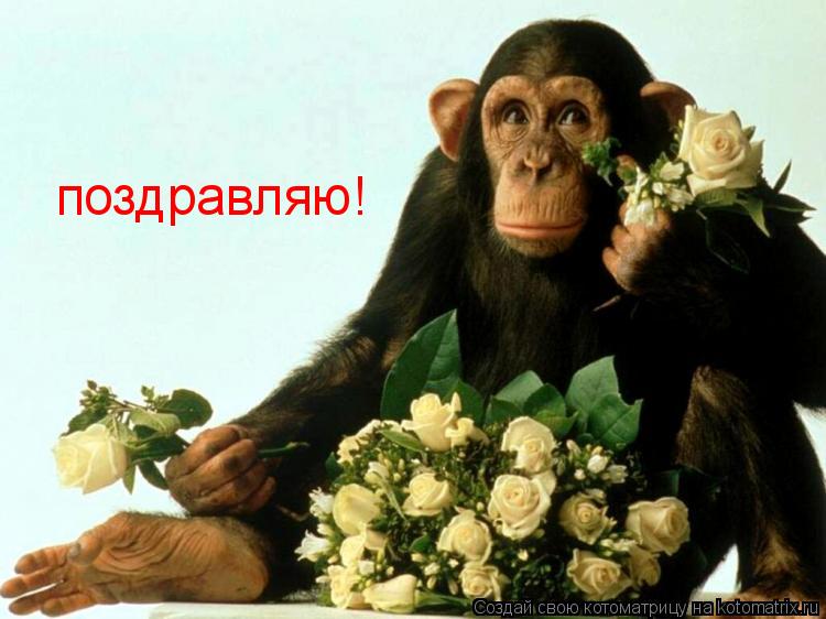 Котоматрица: поздравляю!