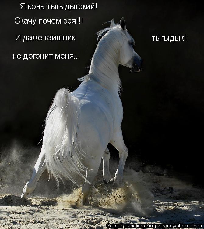 Я конь тыгыдыгский! Скачу почем зря!!! И даже гаишник не догонит меня... тыгыдык!... Котоматрица: Я конь тыгыдыгский! Скачу почем зря!!! И даже гаишник не догонит меня... тыгыдык!