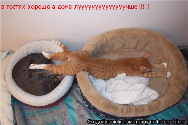в гостях хорошо а дома луууууууууууууучше!!!!!... Котоматрица: в гостях хорошо а дома луууууууууууууучше!!!!!