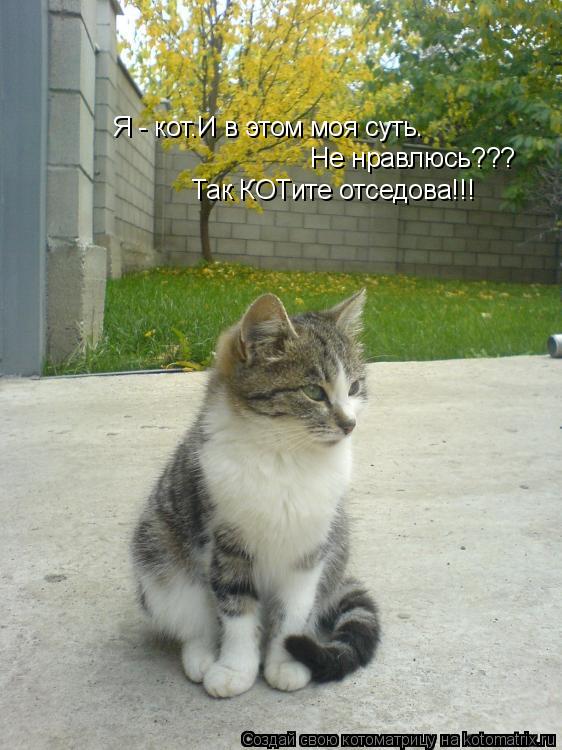 Я - кот.И в этом моя суть. Не нравлюсь??? Так КОТите отседова!!!... Котоматрица: Я - кот.И в этом моя суть. Не нравлюсь??? Так КОТите отседова!!!