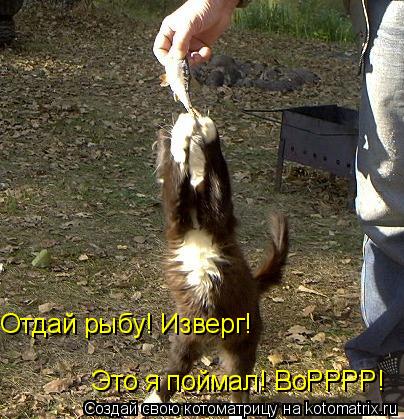 Котоматрица: Отдай рыбу! Изверг! Это я поймал! ВоРРРР!