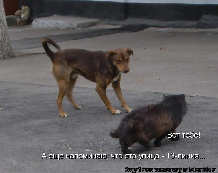 Котоматрица: Вот тебе! А еще напоминаю, что эта улица - 13-линия...