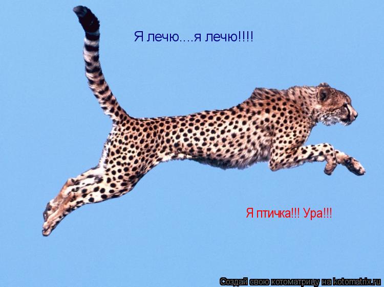 Котоматрица: Я лечю....я лечю!!!! Я птичка!!! Ура!!!