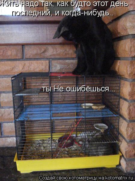 Жить надо так, как будто этот день последний, и когда-нибудь.. ты Не ошибёшься...... Котоматрица: Жить надо так, как будто этот день последний, и когда-нибудь.. ты Не ошибёшься...