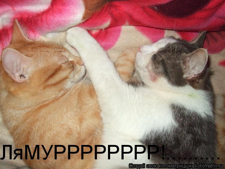 Котоматрица: ЛяМУРРРРРРРР!..........