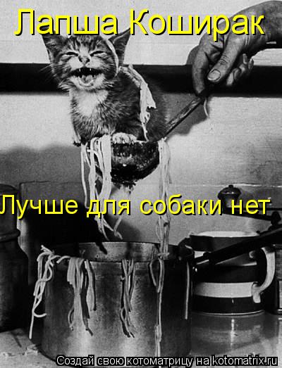 Котоматрица: Лапша Коширак Лучше для собаки нет