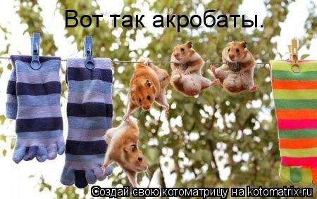Вот так акробаты.... Котоматрица: Вот так акробаты.