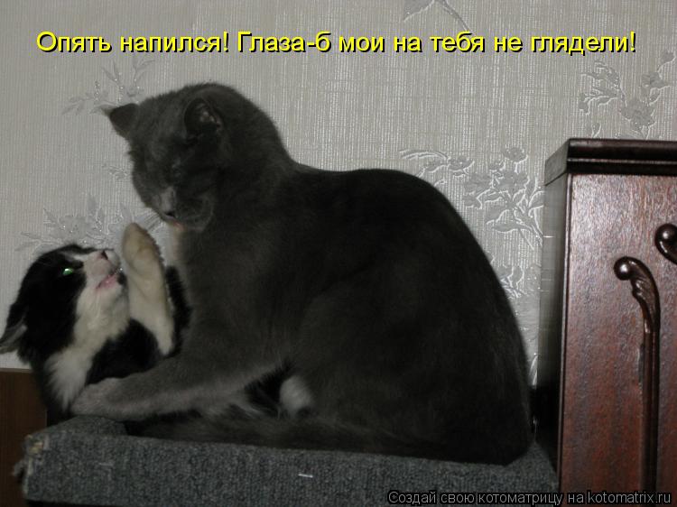 Опять напился! Глаза-б мои на тебя не глядели!... Котоматрица: Опять напился! Глаза-б мои на тебя не глядели!