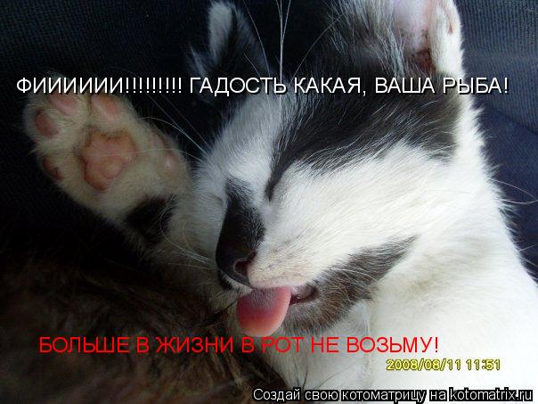 БОЛЬШЕ В ЖИЗНИ В РОТ НЕ ВОЗЬМУ! ФИИИИИИ!!!!!!!!! ГАДОСТЬ КАКАЯ, ВАША РЫБА!... Котоматрица: БОЛЬШЕ В ЖИЗНИ В РОТ НЕ ВОЗЬМУ! ФИИИИИИ!!!!!!!!! ГАДОСТЬ КАКАЯ, ВАША РЫБА!