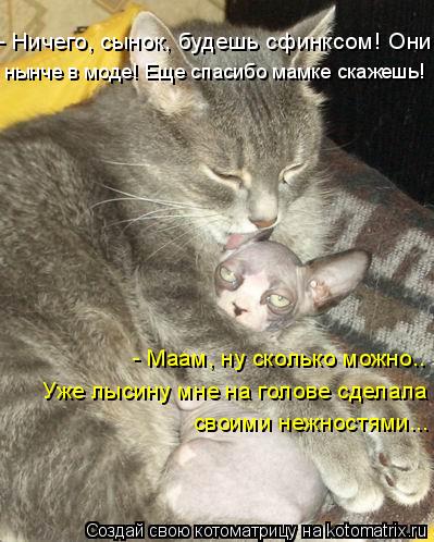 Котоматрица: - Маам, ну сколько можно.. Уже лысину мне на голове сделала своими нежностями... - Ничего, сынок, будешь сфинксом! Они нынче в моде! Еще спасибо 