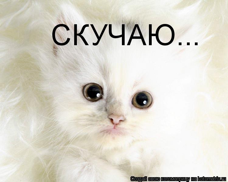 Котоматрица: СКУЧАЮ...