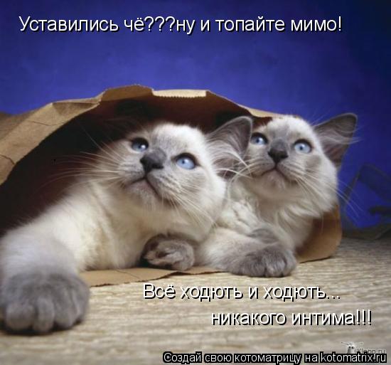 Котоматрица: Уставились чё???ну и топайте мимо! Всё ходють и ходють... никакого интима!!!