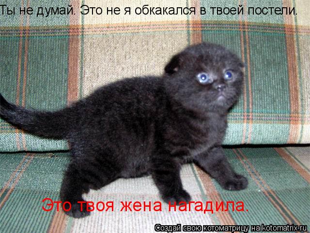 Ты не думай. Это не я обкакался в твоей постели. Это твоя жена нагадила.... Котоматрица: Ты не думай. Это не я обкакался в твоей постели. Это твоя жена нагадила.